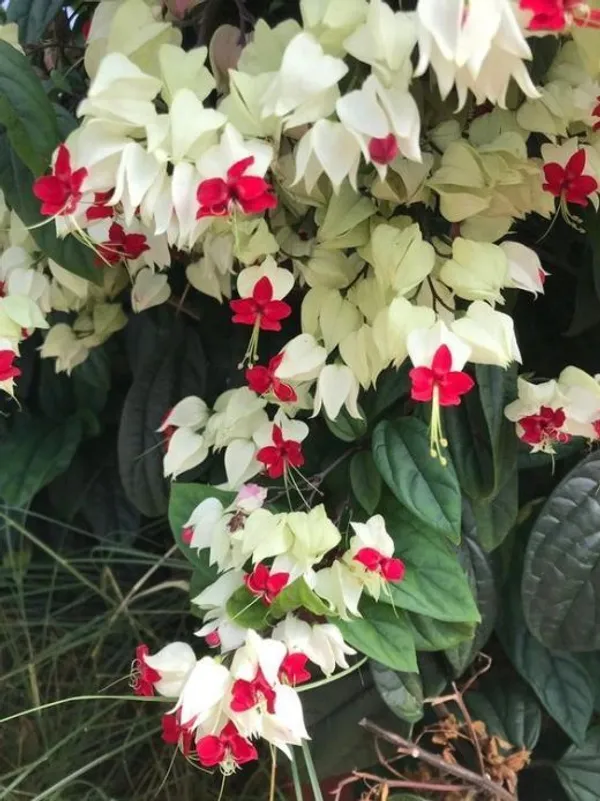 Bleeding_Heart_Vine_(White)_Flowering__Plant_&_Tree(1.5-3.5_Ft_Height)_Bleeding_Heart_Flower_Enhance_Your_Home_Garden_(Pack_Of_1)