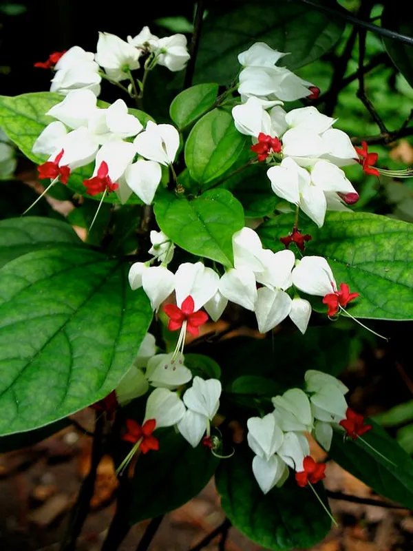 Bleeding_Heart_Vine_(White)_Flowering__Plant_&_Tree(1.5-3.5_Ft_Height)_Bleeding_Heart_Flower_Enhance_Your_Home_Garden_(Pack_Of_1)
