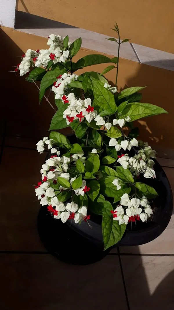 Bleeding_Heart_Vine_(White)_Flowering__Plant_&_Tree(1.5-3.5_Ft_Height)_Bleeding_Heart_Flower_Enhance_Your_Home_Garden_(Pack_Of_1)