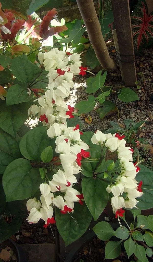 Bleeding_Heart_Vine_(White)_Flowering__Plant_&_Tree(1.5-3.5_Ft_Height)_Bleeding_Heart_Flower_Enhance_Your_Home_Garden_(Pack_Of_1)
