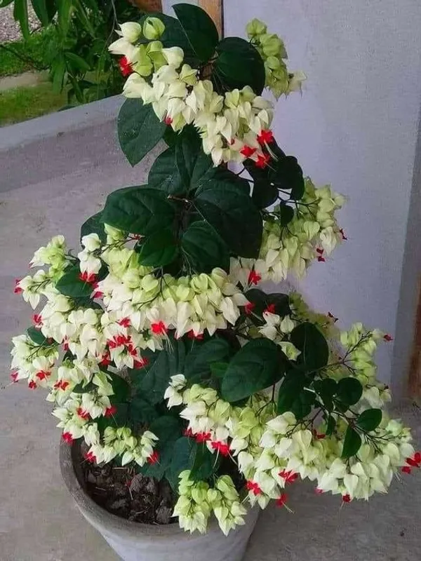 Bleeding_Heart_Vine_(White)_Flowering__Plant_&_Tree(1.5-3.5_Ft_Height)_Bleeding_Heart_Flower_Enhance_Your_Home_Garden_(Pack_Of_1)