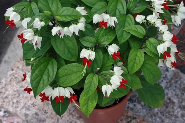 Bleeding_Heart_Vine_(White)_Flowering__Plant_&_Tree(1.5-3.5_Ft_Height)_Bleeding_Heart_Flower_Enhance_Your_Home_Garden_(Pack_Of_1)