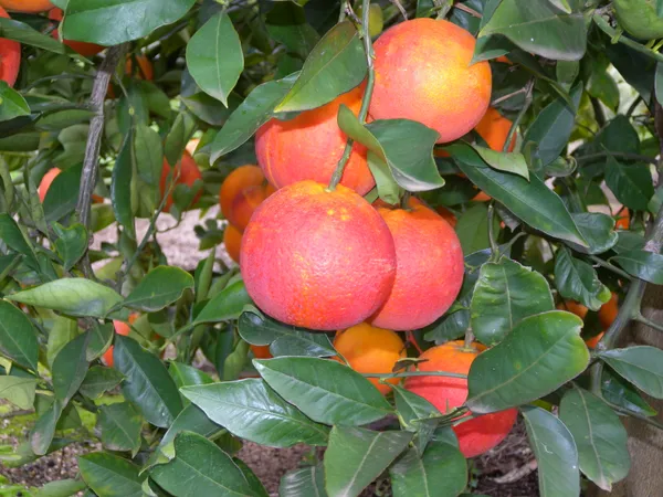 Blood_Orange_Healthy_&_Refreshing_Orange_Fruit_Plant_&_Tree_(1.5-3.5_Ft_Hight)_For_Home_Garden_Well_Watered_Blood_Orange_Grafted__Fruit_Plant_(Hybrid,_Pack_Of_1)