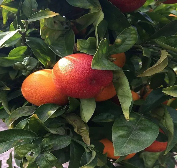 Blood_Orange_Healthy_&_Refreshing_Orange_Fruit_Plant_&_Tree_(1.5-3.5_Ft_Hight)_For_Home_Garden_Well_Watered_Blood_Orange_Grafted__Fruit_Plant_(Hybrid,_Pack_Of_1)
