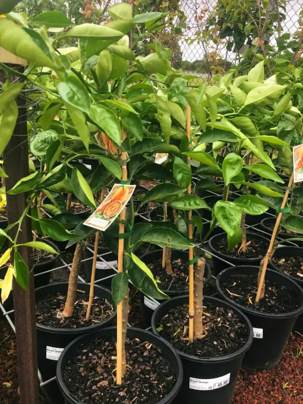Blood_Orange_Healthy_&_Refreshing_Orange_Fruit_Plant_&_Tree_(1.5-3.5_Ft_Hight)_For_Home_Garden_Well_Watered_Blood_Orange_Grafted__Fruit_Plant_(Hybrid,_Pack_Of_1)