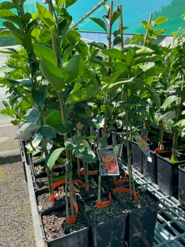 Blood_Orange_Healthy_&_Refreshing_Orange_Fruit_Plant_&_Tree_(1.5-3.5_Ft_Hight)_For_Home_Garden_Well_Watered_Blood_Orange_Grafted__Fruit_Plant_(Hybrid,_Pack_Of_1)