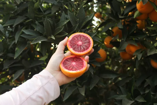 Blood_Orange_Healthy_&_Refreshing_Orange_Fruit_Plant_&_Tree_(1.5-3.5_Ft_Hight)_For_Home_Garden_Well_Watered_Blood_Orange_Grafted__Fruit_Plant_(Hybrid,_Pack_Of_1)