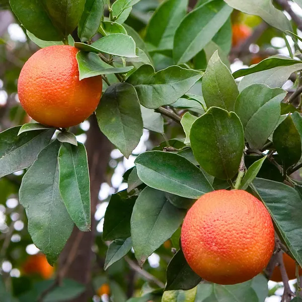 Blood_Orange_Healthy_&_Refreshing_Orange_Fruit_Plant_&_Tree_(1.5-3.5_Ft_Hight)_For_Home_Garden_Well_Watered_Blood_Orange_Grafted__Fruit_Plant_(Hybrid,_Pack_Of_1)