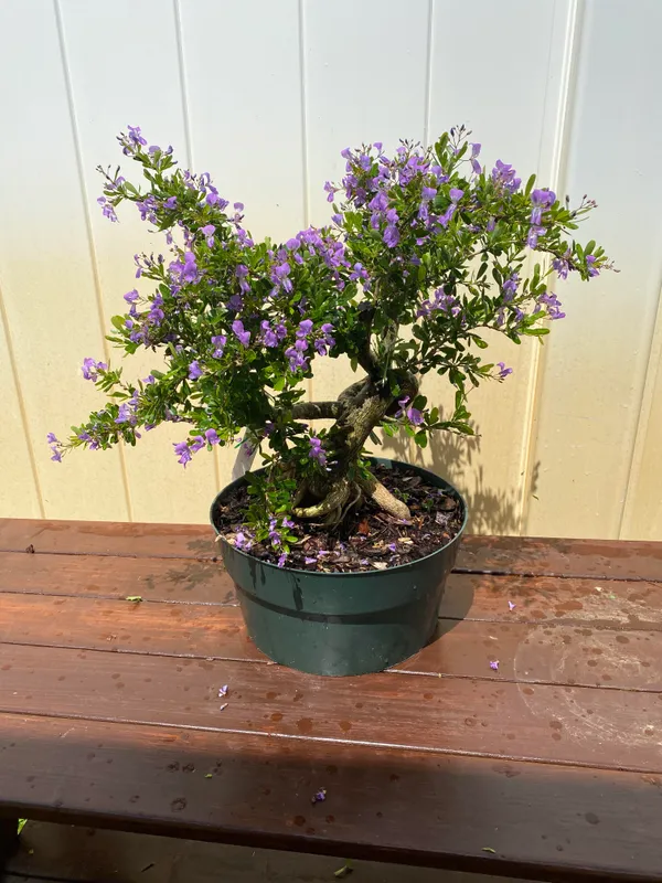 Blue_Bell_(Vietnamese)_Flower_Plant_&_Tree_For_Your_Sweet_Home_Decor/Best_House_Plant/Indoor_Plant_(Pack_Of_1)