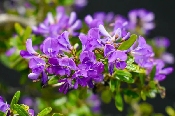 Blue_Bell_(Vietnamese)_Flower_Plant_&_Tree_For_Your_Sweet_Home_Decor/Best_House_Plant/Indoor_Plant_(Pack_Of_1)