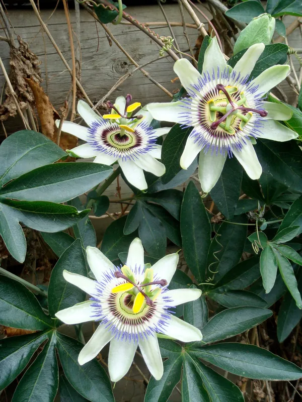 Blue_Passion_Flower_Plant_&_Tree_For_Your_Sweet_Home_Garden_(1.5-3.5_Ft_Height)_Pack_Of_1