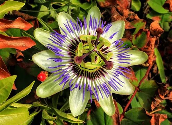 Blue_Passion_Flower_Plant_&_Tree_For_Your_Sweet_Home_Garden_(1.5-3.5_Ft_Height)_Pack_Of_1