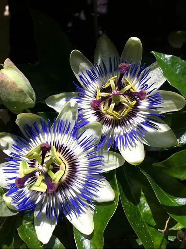 Blue_Passion_Flower_Plant_&_Tree_For_Your_Sweet_Home_Garden_(1.5-3.5_Ft_Height)_Pack_Of_1