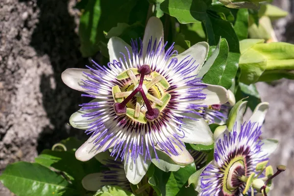 Blue_Passion_Flower_Plant_&_Tree_For_Your_Sweet_Home_Garden_(1.5-3.5_Ft_Height)_Pack_Of_1