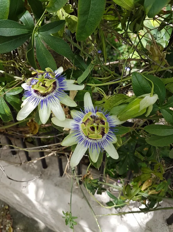 Blue_Passion_Flower_Plant_&_Tree_For_Your_Sweet_Home_Garden_(1.5-3.5_Ft_Height)_Pack_Of_1