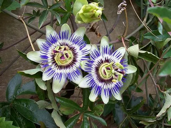 Blue_Passion_Flower_Plant_&_Tree_For_Your_Sweet_Home_Garden_(1.5-3.5_Ft_Height)_Pack_Of_1