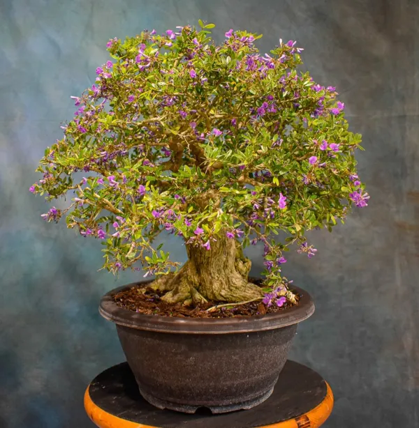 Attractive_Blue_Bell_Flowering_Plant_&_Tree_For_Your_Sweet_Home_Decor/Garden_(Pack_Of_1)