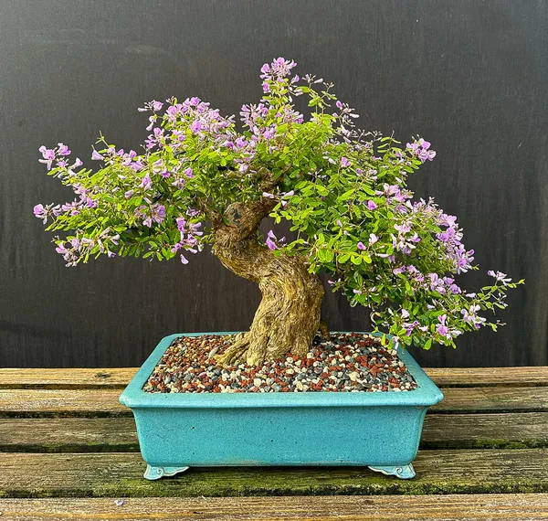 Attractive_Blue_Bell_Flowering_Plant_&_Tree_For_Your_Sweet_Home_Decor/Garden_(Pack_Of_1)
