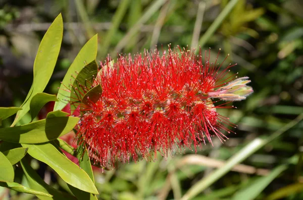 Bottle_Brush_(Red)_Flowering_Plant_&_Tree_For_Home_Decor/Garden_(1.5-3.5_Ft_Height)_Pack_Of_1