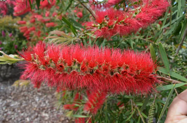 Bottle_Brush_(Red)_Flowering_Plant_&_Tree_For_Home_Decor/Garden_(1.5-3.5_Ft_Height)_Pack_Of_1