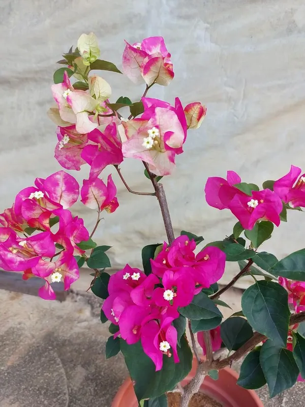 Bougainvillea_Chitra_Beauty_Flowering_Plant_&_Tree_(1.5-3.5_Ft_Height)_For_Home_Garden,_Pack_Of_1