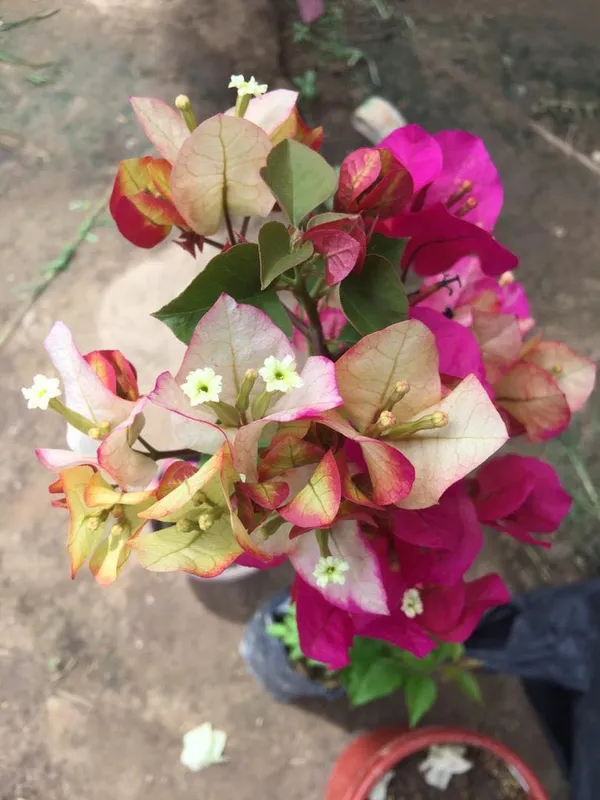 Bougainvillea_Chitra_Beauty_Flowering_Plant_&_Tree_(1.5-3.5_Ft_Height)_For_Home_Garden,_Pack_Of_1