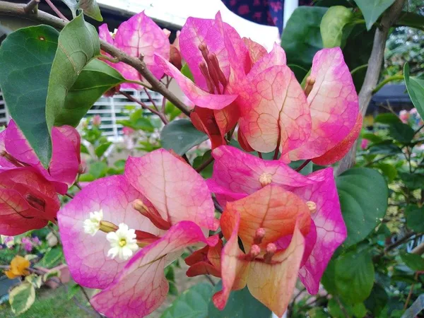 Bougainvillea_Chitra_Beauty_Flowering_Plant_&_Tree_(1.5-3.5_Ft_Height)_For_Home_Garden,_Pack_Of_1