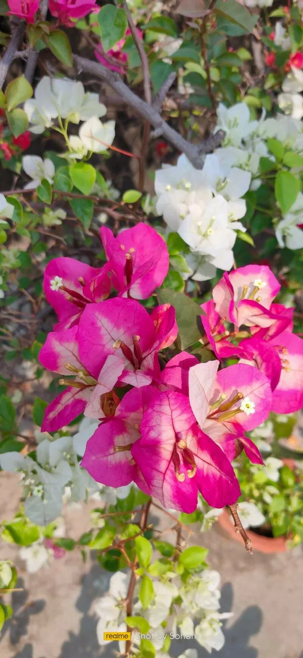 Bougainvillea_Chitra_Beauty_Flowering_Plant_&_Tree_(1.5-3.5_Ft_Height)_For_Home_Garden,_Pack_Of_1