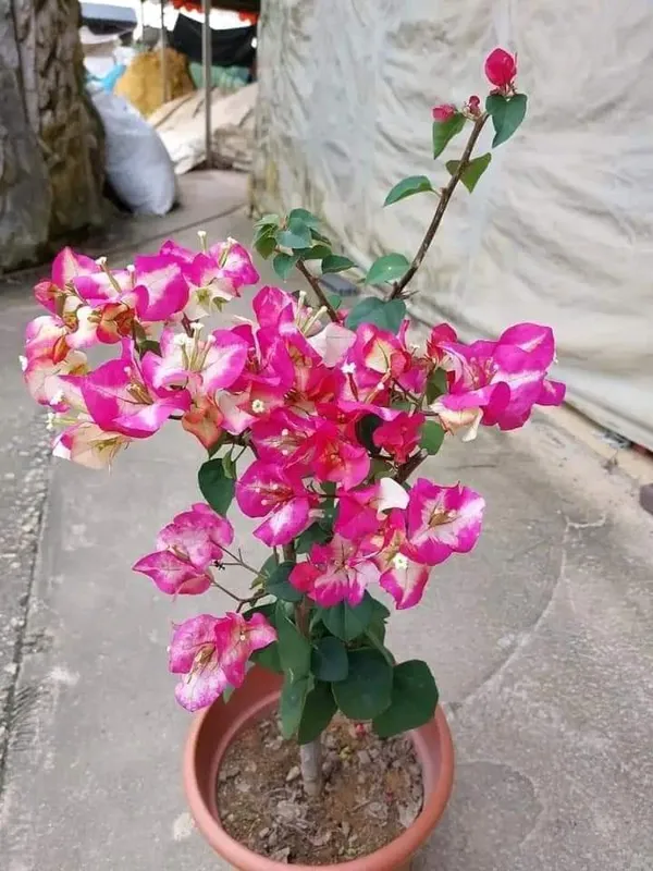 Bougainvillea_Chitra_Beauty_Flowering_Plant_&_Tree_(1.5-3.5_Ft_Height)_For_Home_Garden,_Pack_Of_1