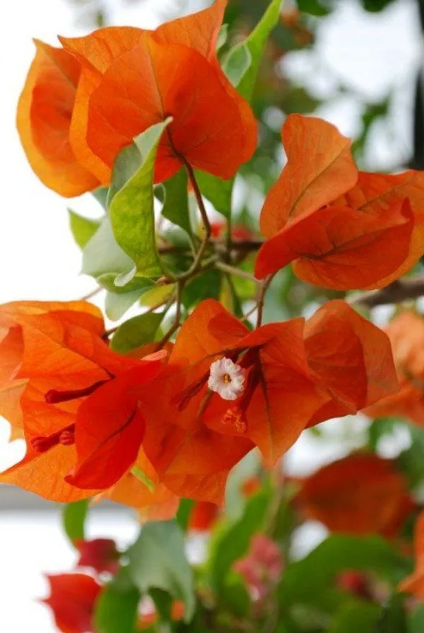 Bougainvillea_Fire_Opal_Flowering_Plant