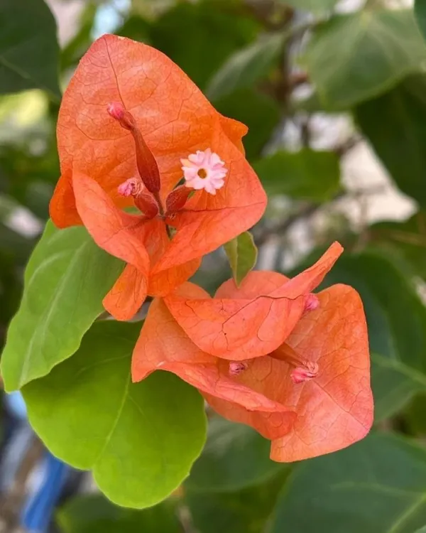 Bougainvillea_Fire_Opal_Flowering_Plant