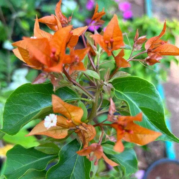 Bougainvillea_Fire_Opal_Flowering_Plant
