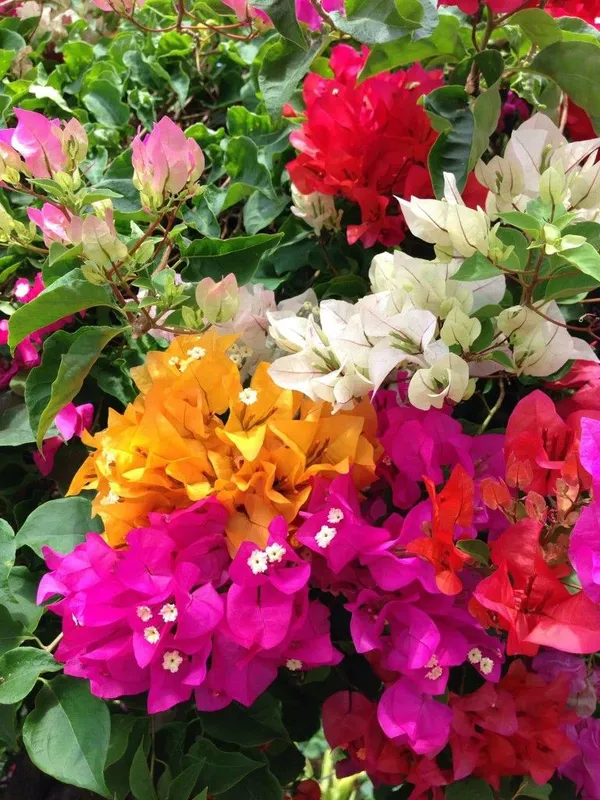 Bougainvillea_Plant_(Multicolor)_–_Vibrant_Flowering_Vine_for_Pots,_Fences_&_Garden_Landscaping