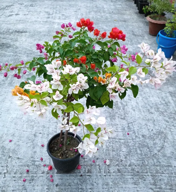 Bougainvillea_Plant_(Multicolor)_–_Vibrant_Flowering_Vine_for_Pots,_Fences_&_Garden_Landscaping