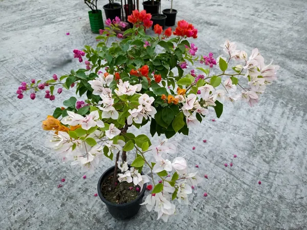 Bougainvillea_Plant_(Multicolor)_–_Vibrant_Flowering_Vine_for_Pots,_Fences_&_Garden_Landscaping