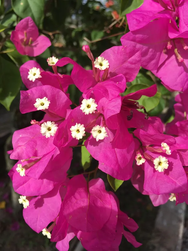 Bougainvillea_Shrub_Flower_Plant_&_Tree_For_Home_Decor/Garden_(1.5-3.5_Ft_Height)_Pack_Of_1