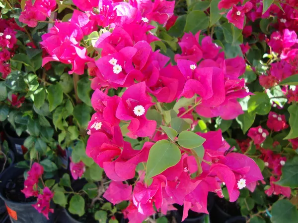 Bougainvillea_Shrub_Flower_Plant_&_Tree_For_Home_Decor/Garden_(1.5-3.5_Ft_Height)_Pack_Of_1