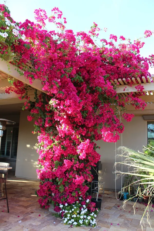 Bougainvillea_Shrub_Flower_Plant_&_Tree_For_Home_Decor/Garden_(1.5-3.5_Ft_Height)_Pack_Of_1