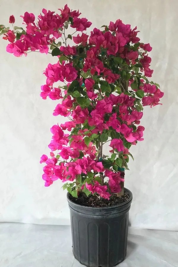 Bougainvillea_Shrub_Flower_Plant_&_Tree_For_Home_Decor/Garden_(1.5-3.5_Ft_Height)_Pack_Of_1