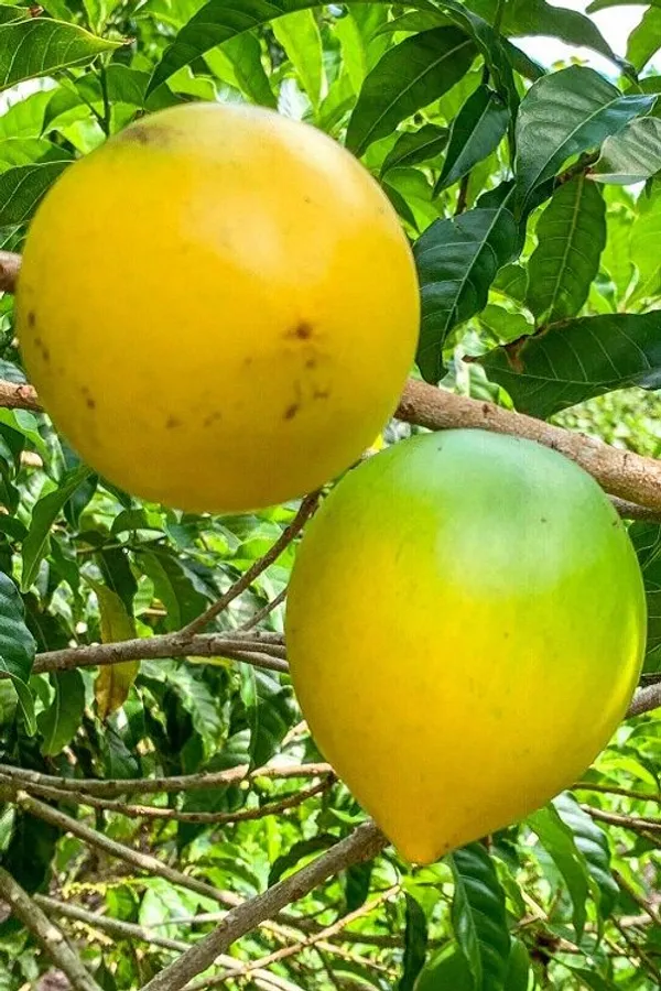 GREENERY_NURSERY_Rare_Exotic_Giant_Abiu_Fruit_1_Healthy_Plant_(NEAR_TO_1KG)