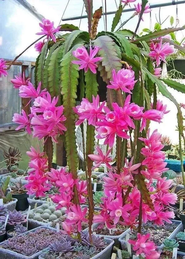 Brahma_Kamal_(Pink)_Flowering_Plant_For_Best_House_Plant/Shrub_Brahma_Kamal_Healthy_Flower_Plant_Enhance_Your_Garden_Beauty_,_Pack_Of_1