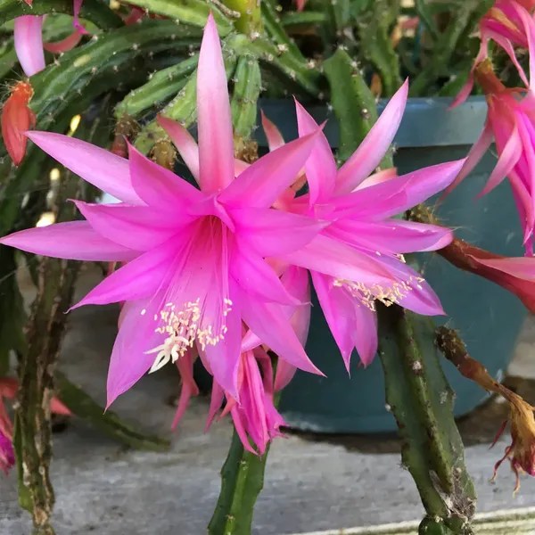 Brahma_Kamal_(Pink)_Flowering_Plant_For_Best_House_Plant/Shrub_Brahma_Kamal_Healthy_Flower_Plant_Enhance_Your_Garden_Beauty_,_Pack_Of_1