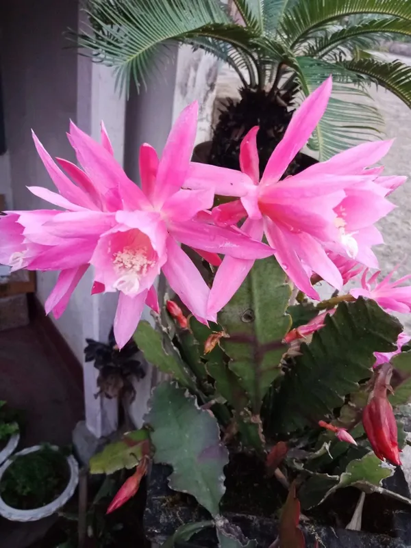 Brahma_Kamal_(Pink)_Flowering_Plant_For_Best_House_Plant/Shrub_Brahma_Kamal_Healthy_Flower_Plant_Enhance_Your_Garden_Beauty_,_Pack_Of_1
