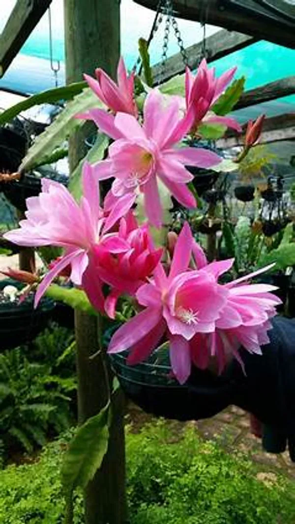 Brahma_Kamal_(Pink)_Flowering_Plant_For_Best_House_Plant/Shrub_Brahma_Kamal_Healthy_Flower_Plant_Enhance_Your_Garden_Beauty_,_Pack_Of_1