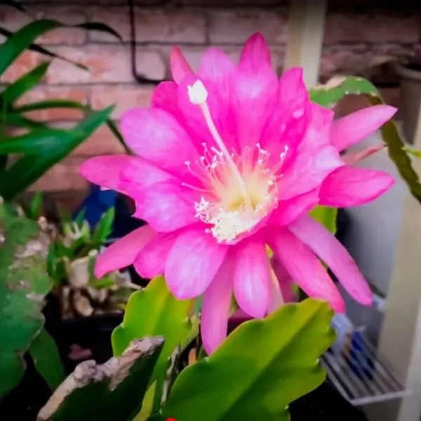 Brahma_Kamal_(Pink)_Flowering_Plant_For_Best_House_Plant/Shrub_Brahma_Kamal_Healthy_Flower_Plant_Enhance_Your_Garden_Beauty_,_Pack_Of_1