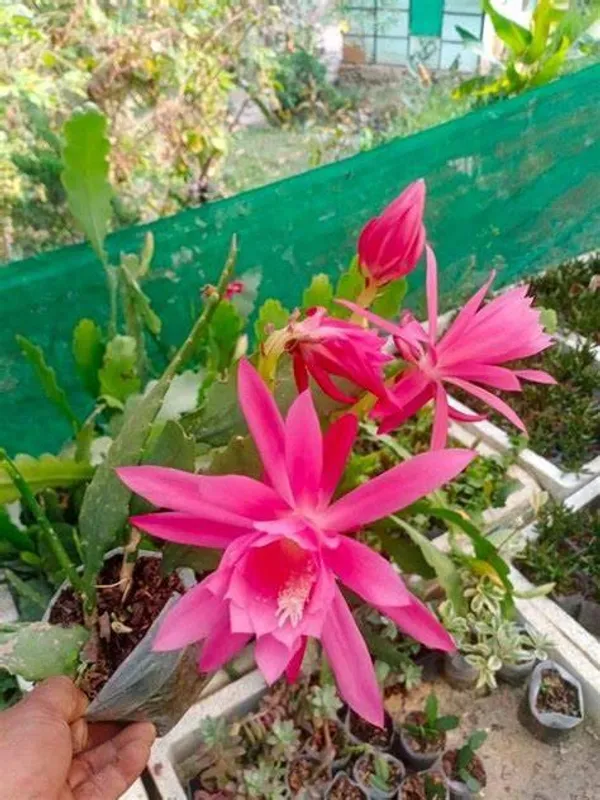 Brahma_Kamal_(Pink)_Flowering_Plant_For_Best_House_Plant/Shrub_Brahma_Kamal_Healthy_Flower_Plant_Enhance_Your_Garden_Beauty_,_Pack_Of_1