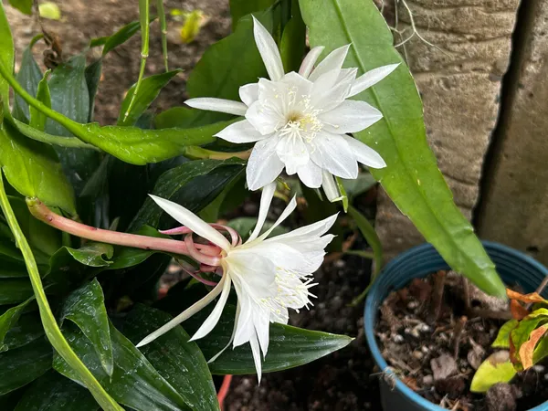 Brahma_Kamal_(White)_Flower_Plant_For_Your_Sweet_Home_Garden_Highly_Benefited_Brahma_Kamal_Plant_Height_1.5-3.5_Ft_(Pack_Of_1)