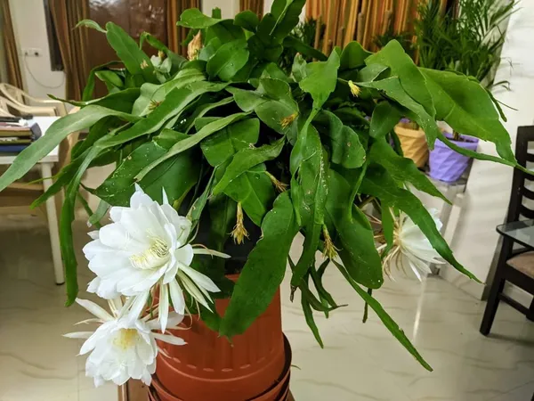 Brahma_Kamal_(White)_Flower_Plant_For_Your_Sweet_Home_Garden_Highly_Benefited_Brahma_Kamal_Plant_Height_1.5-3.5_Ft_(Pack_Of_1)