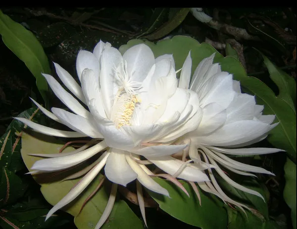 Brahma_Kamal_(White)_Flower_Plant_For_Your_Sweet_Home_Garden_Highly_Benefited_Brahma_Kamal_Plant_Height_1.5-3.5_Ft_(Pack_Of_1)