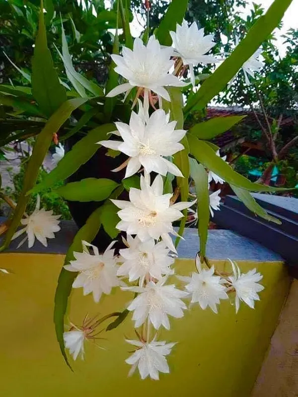 Brahma_Kamal_(White)_Flower_Plant_For_Your_Sweet_Home_Garden_Highly_Benefited_Brahma_Kamal_Plant_Height_1.5-3.5_Ft_(Pack_Of_1)